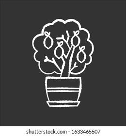 Miniature lemon tree chalk white icon on black background. Potted evergreen citrus. Plant with yellow fruit. Fruiting houseplant. Natural home, office decor. Isolated vector chalkboard illustration
