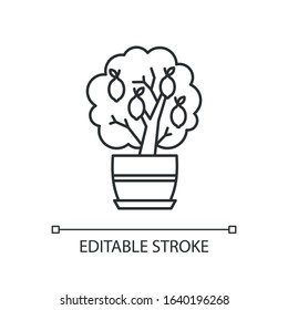 Miniature lemon tree pixel perfect linear icon. Potted evergreen citrus. Plant with yellow fruit. Thin line customizable illustration. Contour symbol. Vector isolated outline drawing. Editable stroke