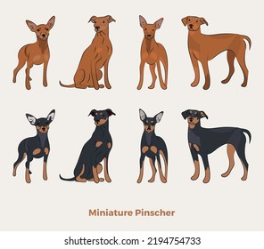 Miniature Pinscher breed, dog pedigree drawing. Cute dog characters in various poses, designs for prints, adorable and cute Pinscher cartoon vector set. in different poses. Flat cartoon style