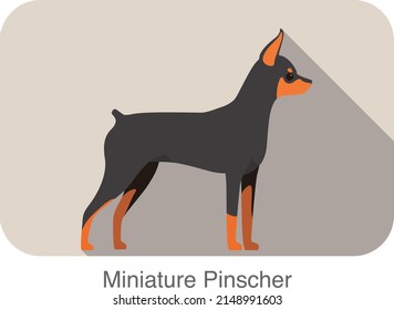 Miniature pinscher breed flat icon design, vector illustration