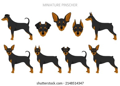 Miniature pinscher clipart. Different poses, coat colors set.  Vector illustration