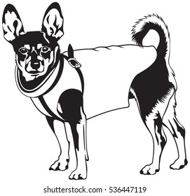 Miniature Pinscher dog breed vector illustration, dog show sign symbol set