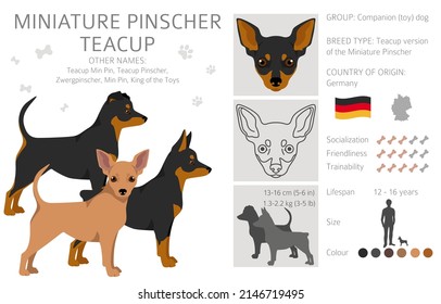 Miniature pinscher teacup clipart. Different poses, coat colors set.  Vector illustration