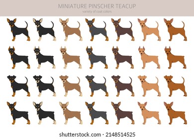 Clíparte de teacup de pinscher en miniatura. Postas diferentes, colores de abrigo.  Ilustración del vector