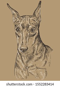 Miniature Pinscher vector hand drawing portrait in black and white colors. Vector illustration isolated on beige background
