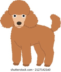 Miniature poodle. The Poodle is a breed of water dog. The Poodle does shed, but instead of the fur coming off the dog, Poodles are highly trainable dogs that typically excel in obedience training.