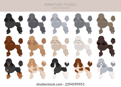 Miniatur Poodle Clip Art. Unterschiedliche Posen, Farben für die Fellfarbe.  Vektorgrafik