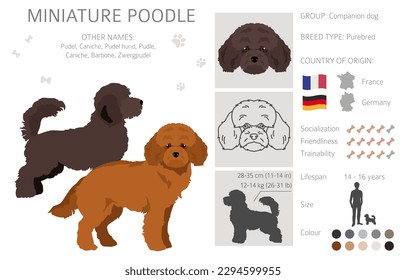 Miniatur Poodle Clip Art. Unterschiedliche Posen, Farben für die Fellfarbe.  Vektorgrafik