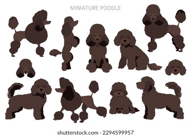 Miniatur Poodle Clip Art. Unterschiedliche Posen, Farben für die Fellfarbe.  Vektorgrafik