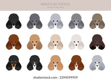 Miniatur Poodle Clip Art. Unterschiedliche Posen, Farben für die Fellfarbe.  Vektorgrafik