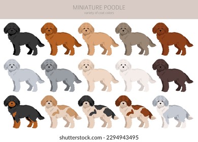 Miniatur Poodle Clip Art. Unterschiedliche Posen, Farben für die Fellfarbe.  Vektorgrafik