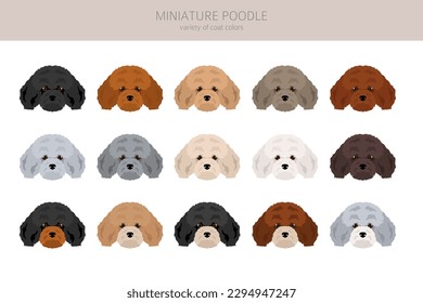 Miniatur Poodle Clip Art. Unterschiedliche Posen, Farben für die Fellfarbe.  Vektorgrafik