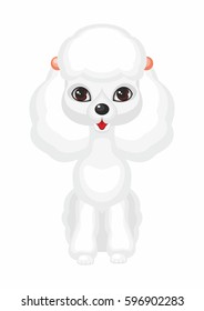 Miniature poodle. Vector image of a cute purebred dogs in cartoon style.