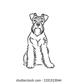 Miniature schnautzer - isolated vector illustration