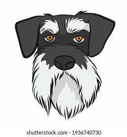 Miniature Schnauzer dog face cartoon vector illustration	