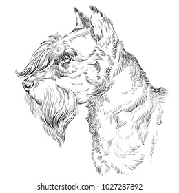 Miniature Schnauzer dog vector hand drawing illustration in black color isolated on white background