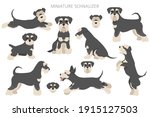 Miniature schnauzer dogs in different poses and coat colors. Adult and puppy set.  Vector illustration