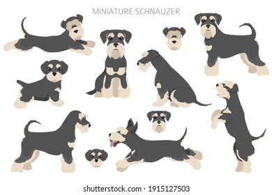 Miniature schnauzer dogs in different poses and coat colors. Adult and puppy set.  Vector illustration