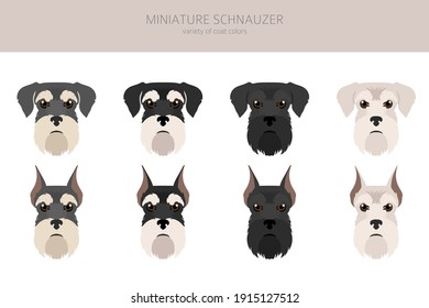 Miniature schnauzer dogs in different poses and coat colors. Adult and puppy set.  Vector illustration