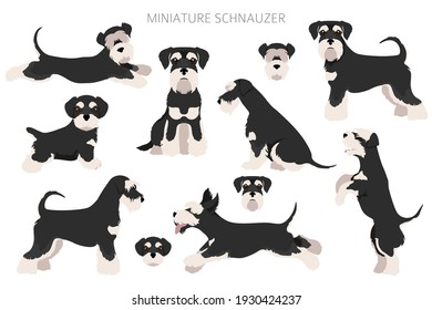 Miniature schnauzer dogs in different poses and coat colors. Adult and puppy scottie set.  Vector illustration