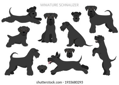 Miniature schnauzer dogs in different poses and coat colors. Adult and puppy scottie set.  Vector illustration