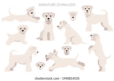 Miniature schnauzer dogs in different poses and coat colors. Adult and puppy scottie set.  Vector illustration