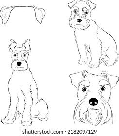 Miniature schnauzer dogs in different poses. Adult and puppy set. Vector illustration