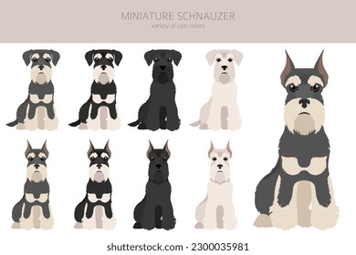 Miniature schnauzer dogs in different poses and coat colors. Adult and puppy scottie set.  Vector illustration