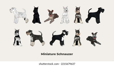 Miniature Schnauzer drawing. Cute dog characters in various poses, designs for prints adorable and cute cartoon vector sets, in different poses. All popular colors. Dog collection, black and white.