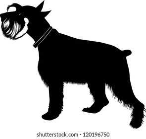miniature schnauzer isolated on white background