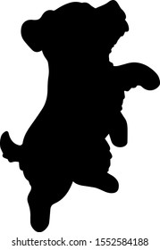 Miniature Schnauzer jumping side silhouette