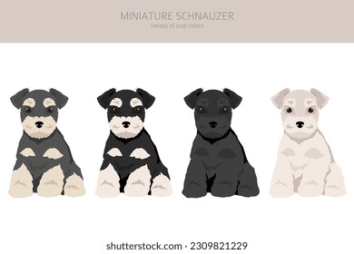 Miniature schnauzer puppy in different coat colors.  Vector illustration