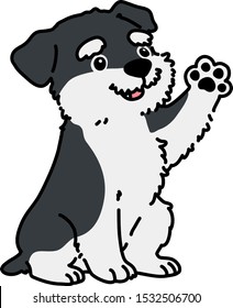 Miniature Schnauzer puppy sitting and waving hand