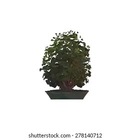 Miniature tree in a pot. Indoor bonsai.