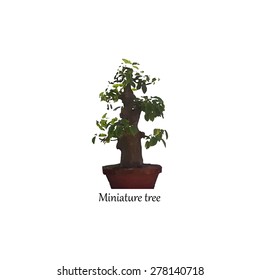 Miniature tree in a pot. Indoor bonsai.