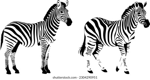 Minimal and beautiful design of two zebras