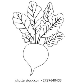 
Mínimo vegetal beterraba linha arte ilustração vetorial com folhas isoladas em fundo transparente. Ideal para ícones, logotipos e páginas de cores.