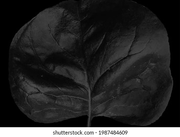 Minimal black leaf abstract natural concept vector background