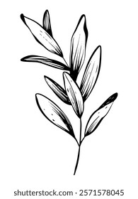 Minimal botanical illustration of herb and leave. Hand-drawn linear design with black ink and isolated elements for greeting cards, wedding invitations. Perfect for vintage or minimalistic logotypes.