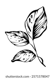 Minimal botanical illustration of herb and leave. Hand-drawn linear design with black ink and isolated elements for greeting cards, wedding invitations. Perfect for vintage or minimalistic logotypes.
