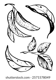 Minimal botanical illustration of herb and leave. Hand-drawn linear design with black ink and isolated elements for greeting cards, wedding invitations. Perfect for vintage or minimalistic logotypes.