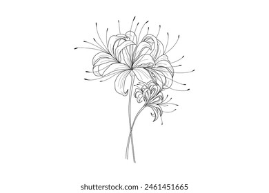 Minimal botanical spider lily art. Hand drawn monochrome floral elements for wedding invitation greeting card design, tattoo sketch. Vector illustration svg