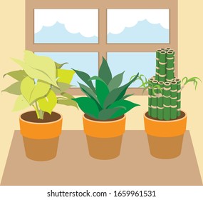 Minimal clean soft gentle shade colorized infographics for popular ornamental plants such as aloe vera, devil's ilvy, and lucky bamboo for home/office/garden decoration as for relaxation and calmness