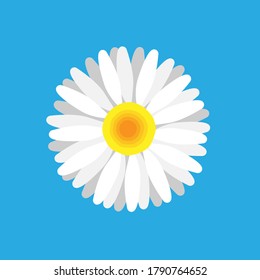 Minimal Daisy flowers illustrations, Vector illustrations isolated.	