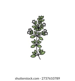 Minimal Flat Thyme Herb Sprig with Tiny White Flowers Vector Icon