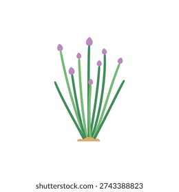 Minimal Flat Vector of Chives with Purple Flowering Buds in Natural Growth