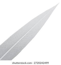 Minimal grayscale leaf on white background. Fine vein detail with soft halftone texture. Clean botanical element for modern design and print use.