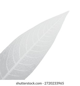 Primer plano de hoja de semitono mínimo en blanco. Textura botánica suave en escala de grises con finas venas. Elemento de naturaleza elegante para proyectos modernos de diseño e impresión.