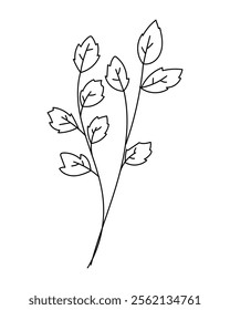 Minimal hand-drawing botanical branch, minimalistic leaves.Vector illustration