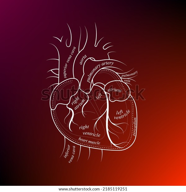 Minimal heart and cardiovascular system\
illustration on gradient. Human heart anatomy. Futuristic medical\
scientific vector\
clipart.